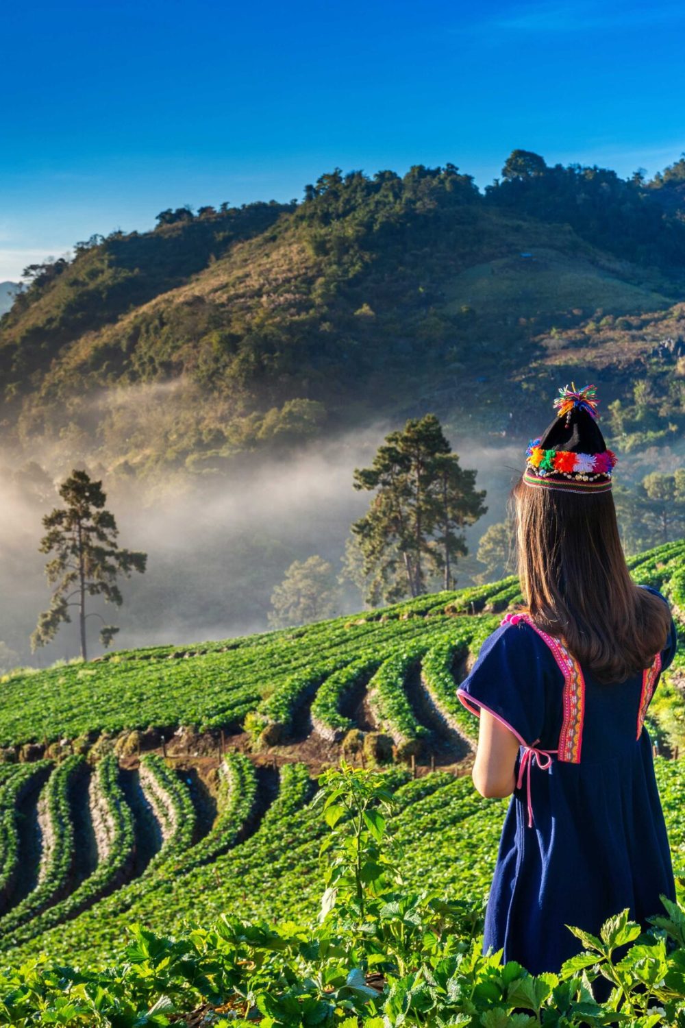 Woman wearing hill tribe dress in strawberry garden on Doi Ang Khang , Chiang Mai, Thailand. Mass Image Compressor Compressed this image. https://sourceforge.net/projects/icompress/ with Quality:50